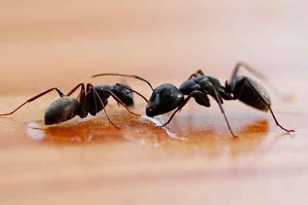 Ant control service