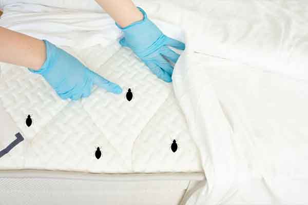 Pest control technician at work